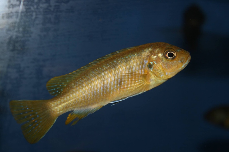 Chindongo sp. 'elongatus ornatus tanzania' Luhuchi Rocks